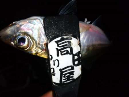 八雲で良型ゲット!!