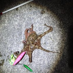 オクトパッシング