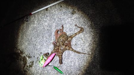 オクトパッシング