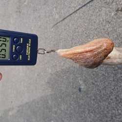 久しぶりのキロup