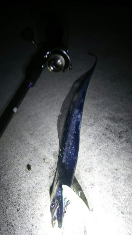 【新門司】タチウオ調査