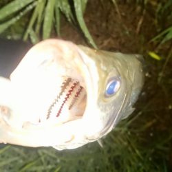 シーバス絶好調!