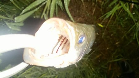 シーバス絶好調!