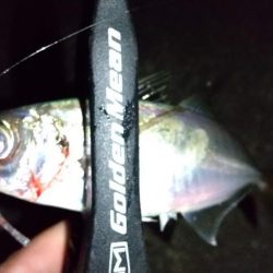 アジング　カマスも混ざる