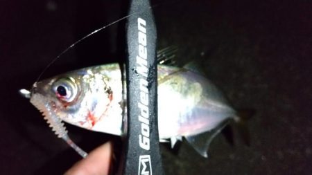 アジング　カマスも混ざる