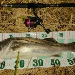 オヌマンバイブ