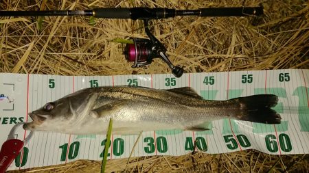 オヌマンバイブ