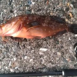 ロックフィッシュ狙いでキジハタ・タケノコメバル