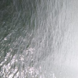 今年はサバしかいてない