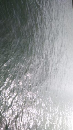 今年はサバしかいてない