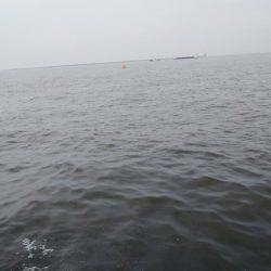 今日もライトショアジギングでツバス