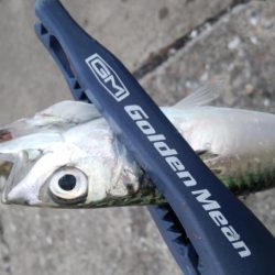 今日はアジを食す為にアジング