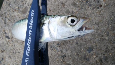 連休初日に3目達成