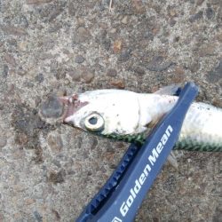 連休2日目も3目達成