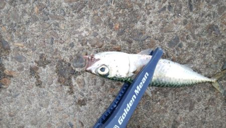 連休2日目も3目達成