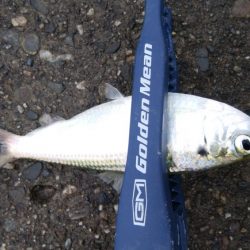 連休最終日も3目で終了