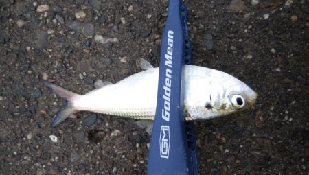 連休最終日も3目で終了