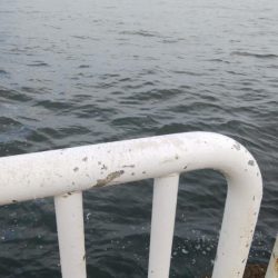 ライトショアジギングで釣れるのは・・・