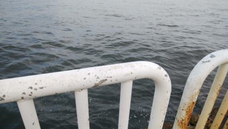 ライトショアジギングで釣れるのは・・・