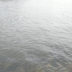 投げ釣りでも単発……