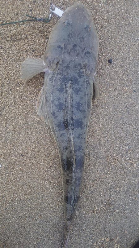 マゴチ64センチ