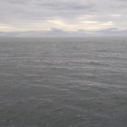 シーバスフィッシング