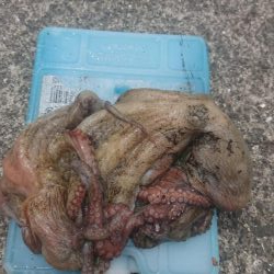 雨の合間のタコ