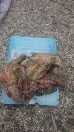 雨の合間のタコ