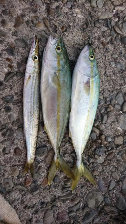 今シーズン初ツバス