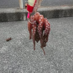 タコ釣れるけど小さい