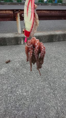 タコ釣れるけど小さい