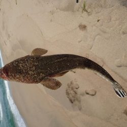 アコウ狙い釣行