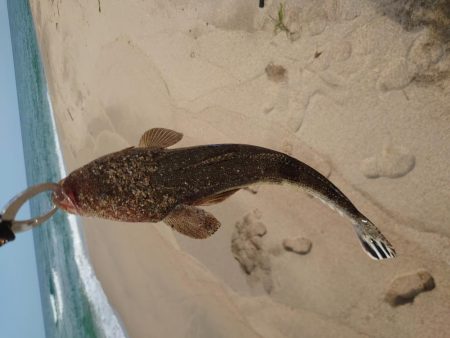 アコウ狙い釣行