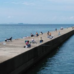 播磨新島キス調査