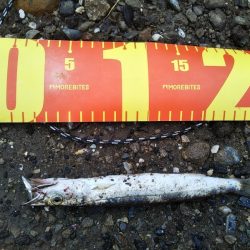 青物狙いでしたが……