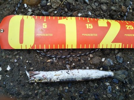 青物狙いでしたが……