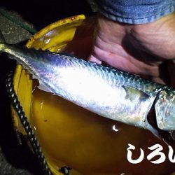 今年、大サバ狙い6回目。