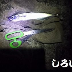 サバサバサバサバ、サバ食べた~い。