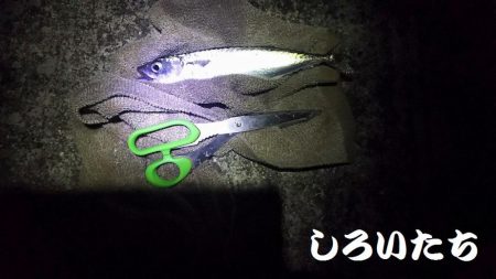 サバサバサバサバ、サバ食べた~い。