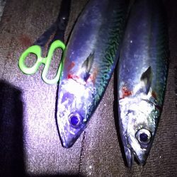 大サバＧＥＴ！