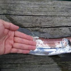 タチウオとサゴシとアジ