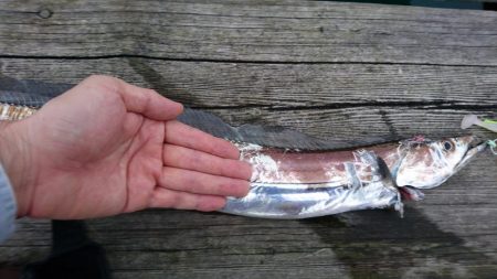 タチウオとサゴシとアジ