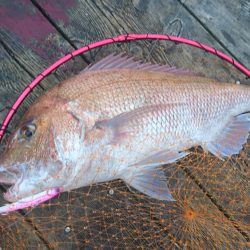 大雨濁りの中サゴシと同行者さんに大型マダイ!(@_@)