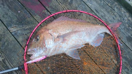 大雨濁りの中サゴシと同行者さんに大型マダイ!(@_@)