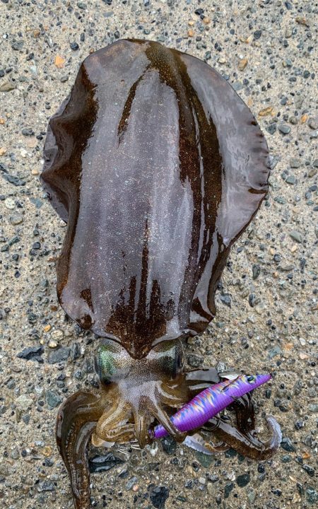 春烏賊まだ居ます