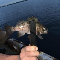 雨上がりのアジング