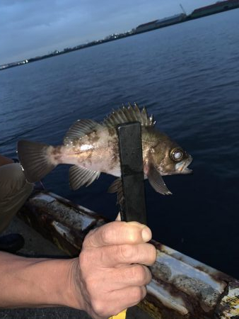 雨上がりのアジング