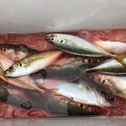 コジマだよっ笑タイ。デカアジ