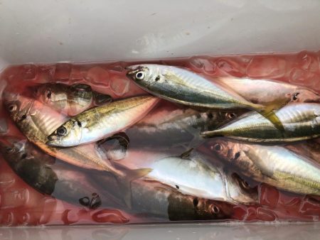 コジマだよっ笑タイ。デカアジ