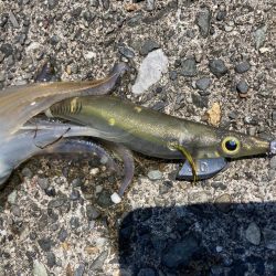 アオリの名残り